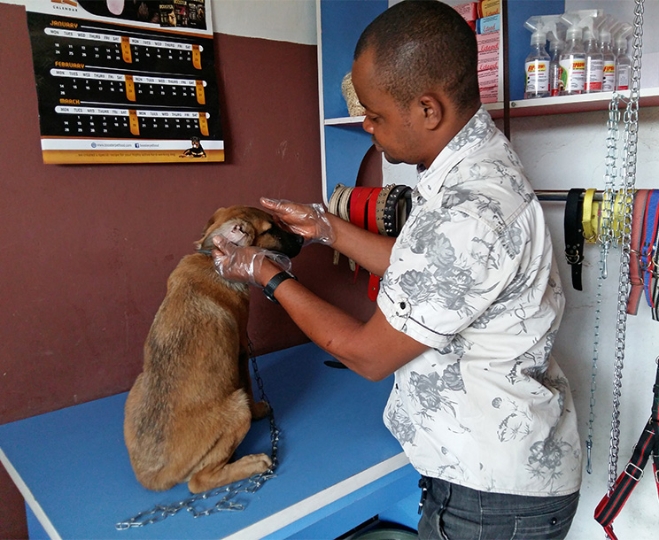Dr Victor checking a client dog