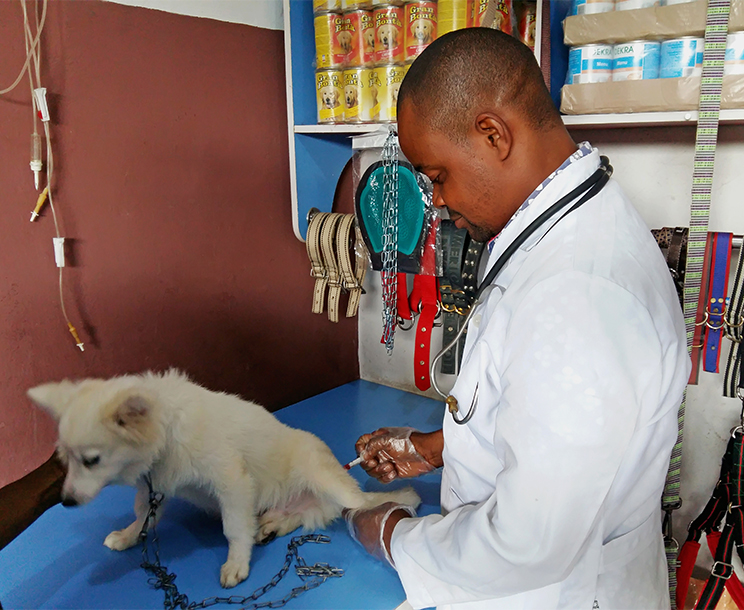 Dr Victor giving treatment to a client dog