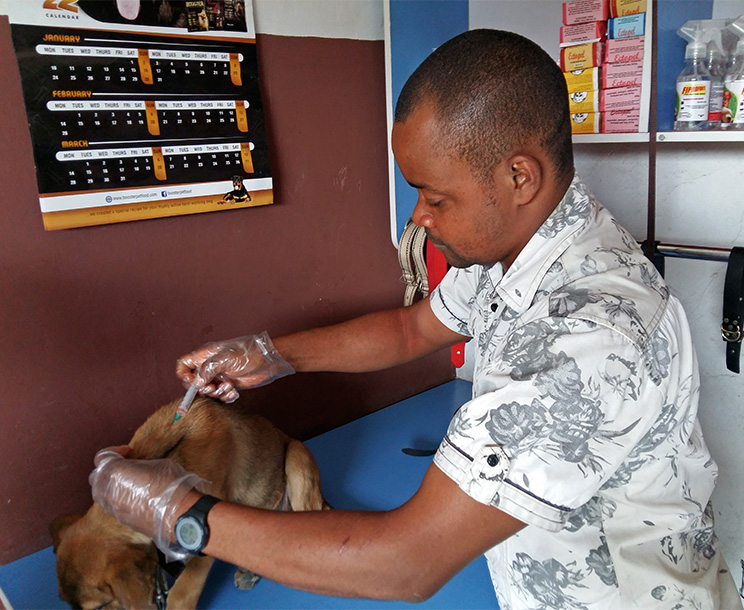 Dr Victor giving treatments to a client dog
