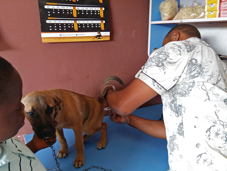 Dr Victor testing a client's dog